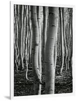 Aspens, Utah, 1972-Brett Weston-Framed Photographic Print