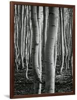 Aspens, Utah, 1972-Brett Weston-Framed Photographic Print