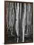 Aspens, Utah, 1972-Brett Weston-Framed Photographic Print