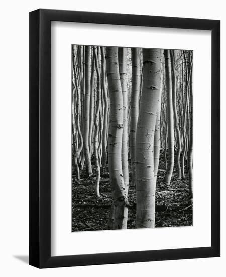 Aspens, Utah, 1972-Brett Weston-Framed Premium Photographic Print