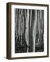 Aspens, Utah, 1972-Brett Weston-Framed Photographic Print