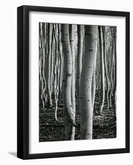 Aspens, Utah, 1972-Brett Weston-Framed Photographic Print