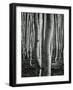 Aspens, Utah, 1972-Brett Weston-Framed Photographic Print