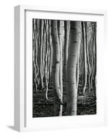 Aspens, Utah, 1972-Brett Weston-Framed Photographic Print