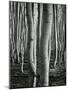 Aspens, Utah, 1972-Brett Weston-Mounted Photographic Print