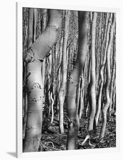 Aspens, Utah, 1972-Brett Weston-Framed Photographic Print