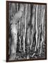 Aspens, Utah, 1972-Brett Weston-Framed Photographic Print