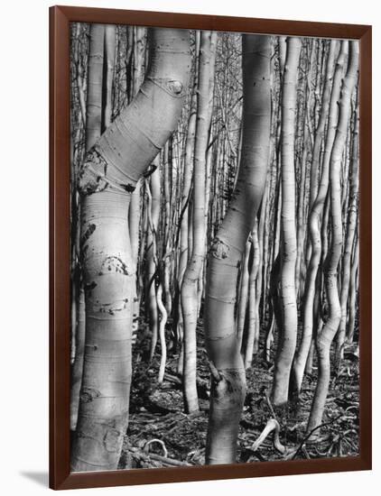 Aspens, Utah, 1972-Brett Weston-Framed Photographic Print