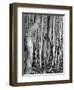 Aspens, Utah, 1972-Brett Weston-Framed Photographic Print