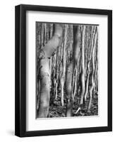 Aspens, Utah, 1972-Brett Weston-Framed Photographic Print