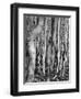 Aspens, Utah, 1972-Brett Weston-Framed Photographic Print