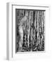 Aspens, Utah, 1972-Brett Weston-Framed Photographic Print