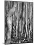 Aspens, Utah, 1972-Brett Weston-Mounted Photographic Print