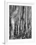 Aspens, Utah, 1972-Brett Weston-Framed Photographic Print