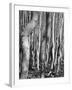 Aspens, Utah, 1972-Brett Weston-Framed Photographic Print