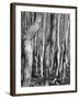 Aspens, Utah, 1972-Brett Weston-Framed Photographic Print