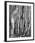 Aspens, Utah, 1972-Brett Weston-Framed Photographic Print