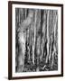 Aspens, Utah, 1972-Brett Weston-Framed Photographic Print