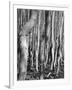 Aspens, Utah, 1972-Brett Weston-Framed Photographic Print