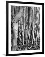 Aspens, Utah, 1972-Brett Weston-Framed Photographic Print