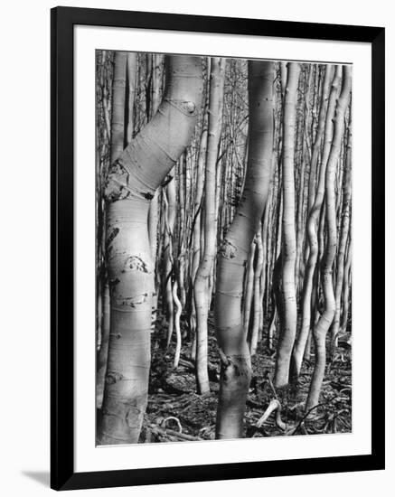 Aspens, Utah, 1972-Brett Weston-Framed Photographic Print