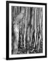 Aspens, Utah, 1972-Brett Weston-Framed Photographic Print