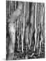 Aspens, Utah, 1972-Brett Weston-Mounted Photographic Print