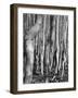 Aspens, Utah, 1972-Brett Weston-Framed Photographic Print