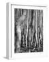 Aspens, Utah, 1972-Brett Weston-Framed Photographic Print