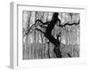 Aspens, Utah, 1973-Brett Weston-Framed Premium Photographic Print