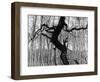 Aspens, Utah, 1973-Brett Weston-Framed Photographic Print