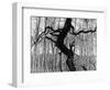 Aspens, Utah, 1973-Brett Weston-Framed Photographic Print