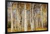 Aspens with autumn foliage, Kaibab National Forest, Arizona, USA-Michel Hersen-Framed Photographic Print