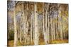 Aspens with autumn foliage, Kaibab National Forest, Arizona, USA-Michel Hersen-Stretched Canvas
