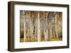 Aspens with autumn foliage, Kaibab National Forest, Arizona, USA-Michel Hersen-Framed Photographic Print