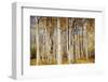 Aspens with autumn foliage, Kaibab National Forest, Arizona, USA-Michel Hersen-Framed Photographic Print