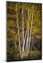 Aspens-David Lorenz Winston-Mounted Art Print