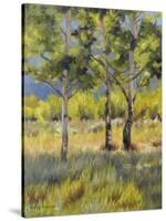 Aspens-Rusty Frentner-Stretched Canvas