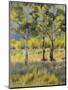 Aspens-Rusty Frentner-Mounted Giclee Print