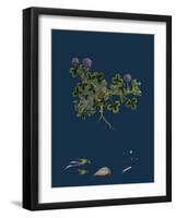 Asperula Cynanchica; Squinancy-Wort-null-Framed Giclee Print