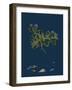 Asperula Cynanchica; Squinancy-Wort-null-Framed Premium Giclee Print