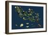 Asperula Odorata; Sweet Woodruff-null-Framed Giclee Print