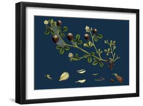Asperula Odorata; Sweet Woodruff-null-Framed Giclee Print