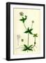 Asperula Taurina Four-Leaved Woodruff-null-Framed Giclee Print