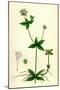 Asperula Taurina Four-Leaved Woodruff-null-Mounted Giclee Print