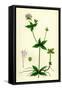 Asperula Taurina Four-Leaved Woodruff-null-Framed Stretched Canvas