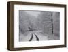 Asphalt Road Crossing a Forest Covered with Frost in Hungary-Joe Petersburger-Framed Photographic Print