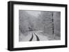 Asphalt Road Crossing a Forest Covered with Frost in Hungary-Joe Petersburger-Framed Photographic Print