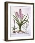 Asphodel, Burnt Orchid and Fumaria Spicata, from 'Hortus Eystettensis', by Basil Besler (1561-1629)-German School-Framed Giclee Print