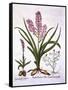 Asphodel, Burnt Orchid and Fumaria Spicata, from 'Hortus Eystettensis', by Basil Besler (1561-1629)-German School-Framed Stretched Canvas